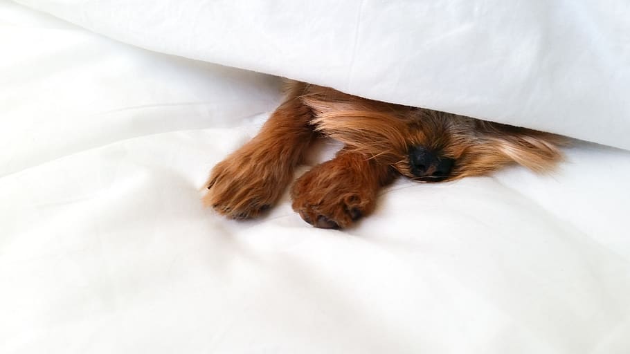 Yorkie sleeping under store covers