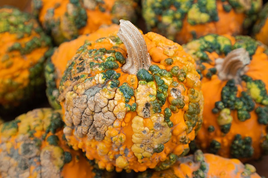 selective focus photograhpy orange pumpkins, food and drink, healthy eating HD wallpaper