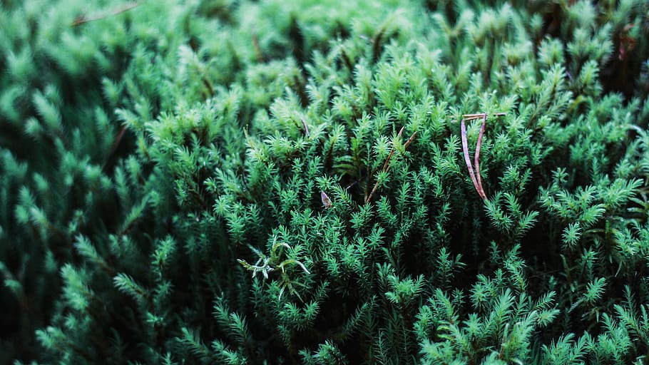 plant, tree, moss, conifer, spruce, pine, green, nature, abies HD wallpaper
