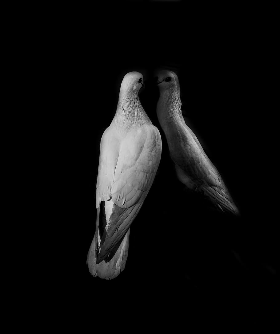 A bird staring at itself with a dark background., animal themes HD wallpaper