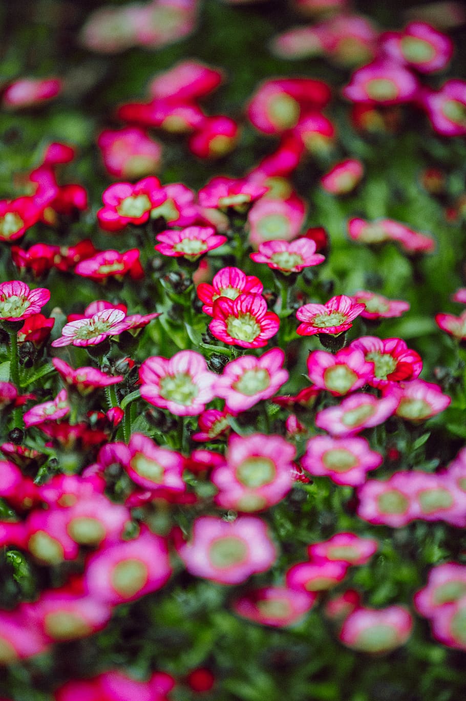 geranium, plant, flower, blossom, petal, anemone, hortus botanicus HD wallpaper