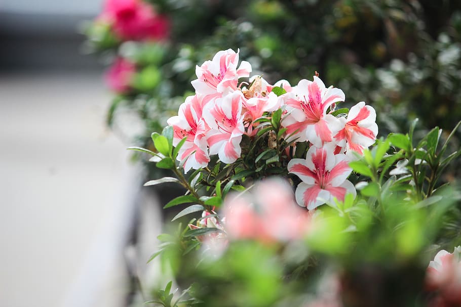 Pink and White Flowers, beautiful, bloom, blooming, blossom, blur HD wallpaper