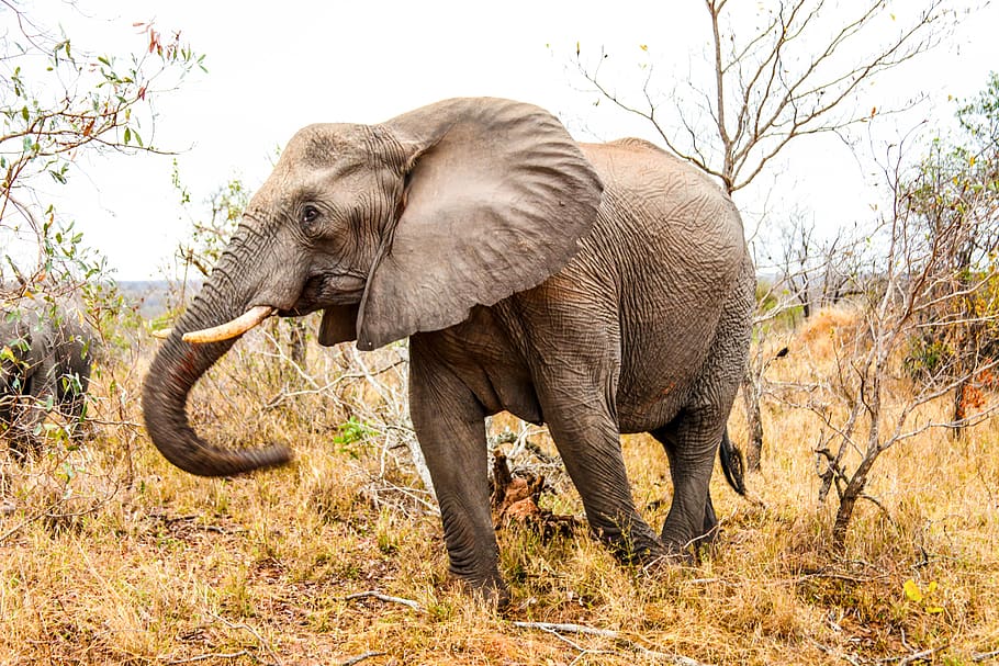 An elephant walking around., south africa, inyati lodge, safari HD wallpaper