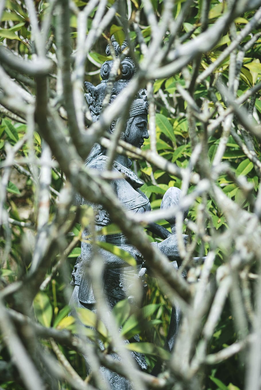 bali, indonesia, plant, selective focus, growth, nature, no people HD wallpaper