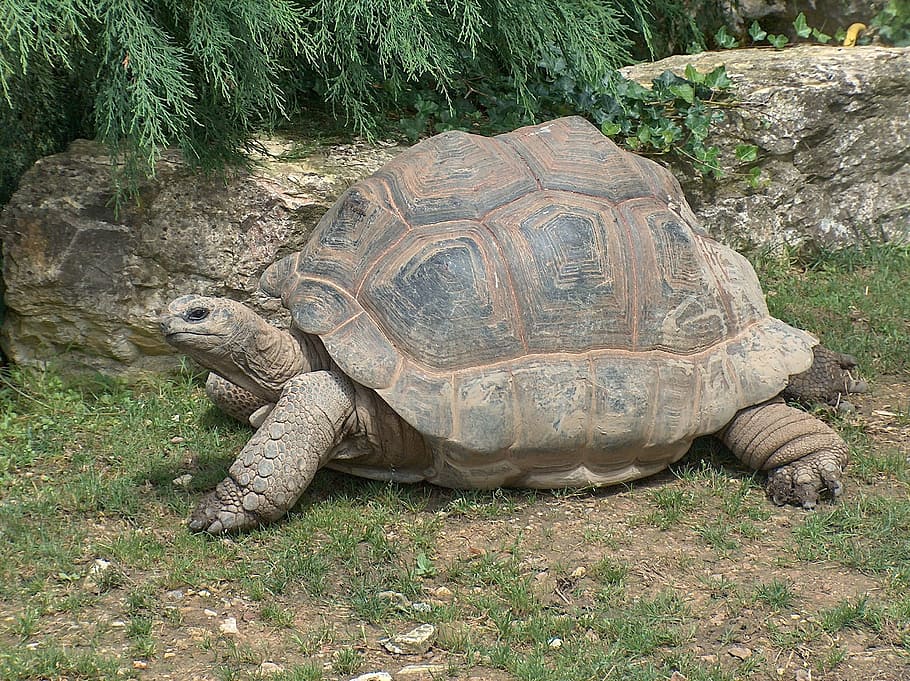 tortoise, turtle, giant, animal, nature, reptile, animal wildlife HD wallpaper