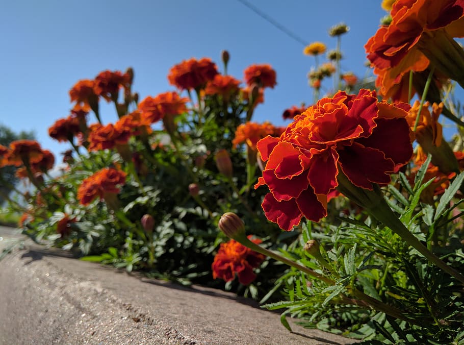 plant, flowering plant, beauty in nature, growth, freshness HD wallpaper