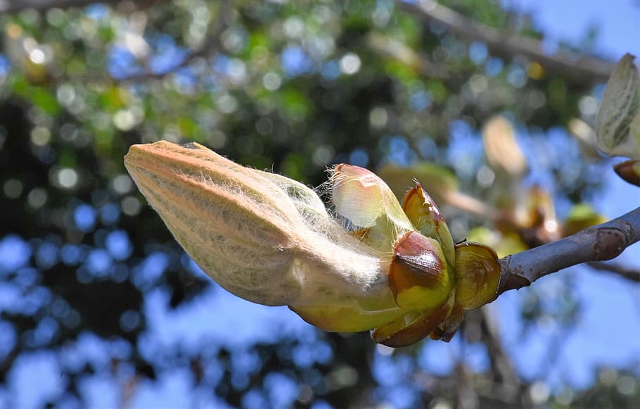 chestnut, bud, ornamental tree, bloom, nature, garden, spring HD wallpaper