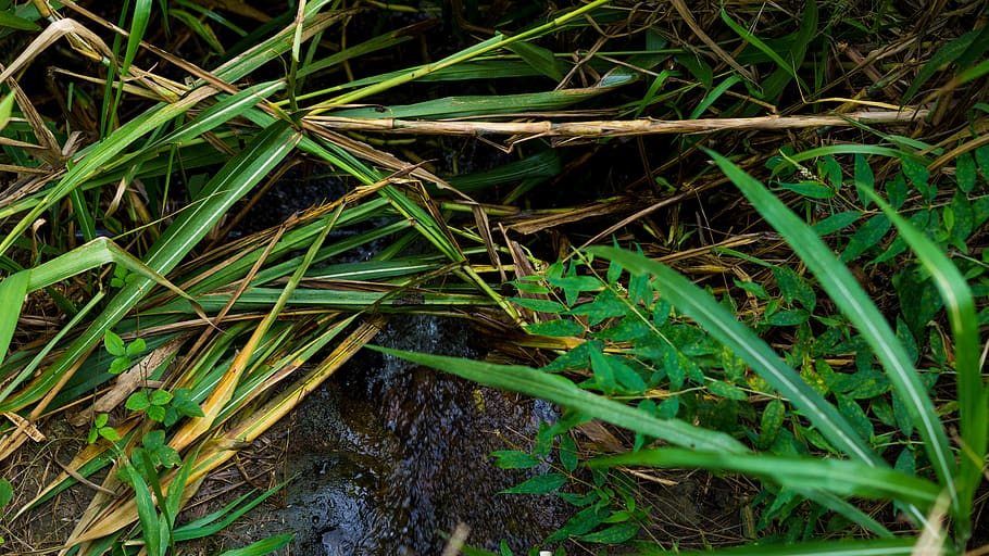 jungle, plant, growth, green color, grass, nature, land, field HD wallpaper