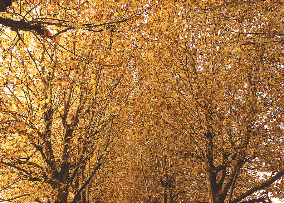 switzerland, payerne, yellow, trees, forest, fall, leaves, autumn, HD wallpaper