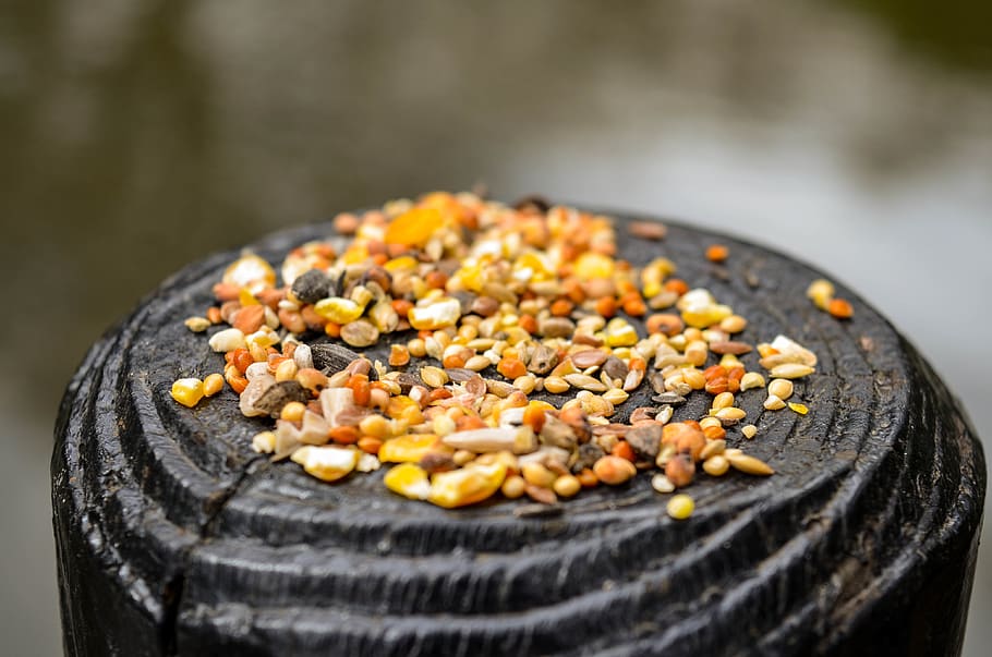 seeds on black surface, plant, food, produce, bean, lentil, vegetable HD wallpaper