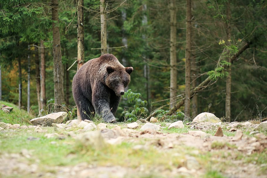 bear, brown, reserve, forest, animal, predator, is, stroll HD wallpaper