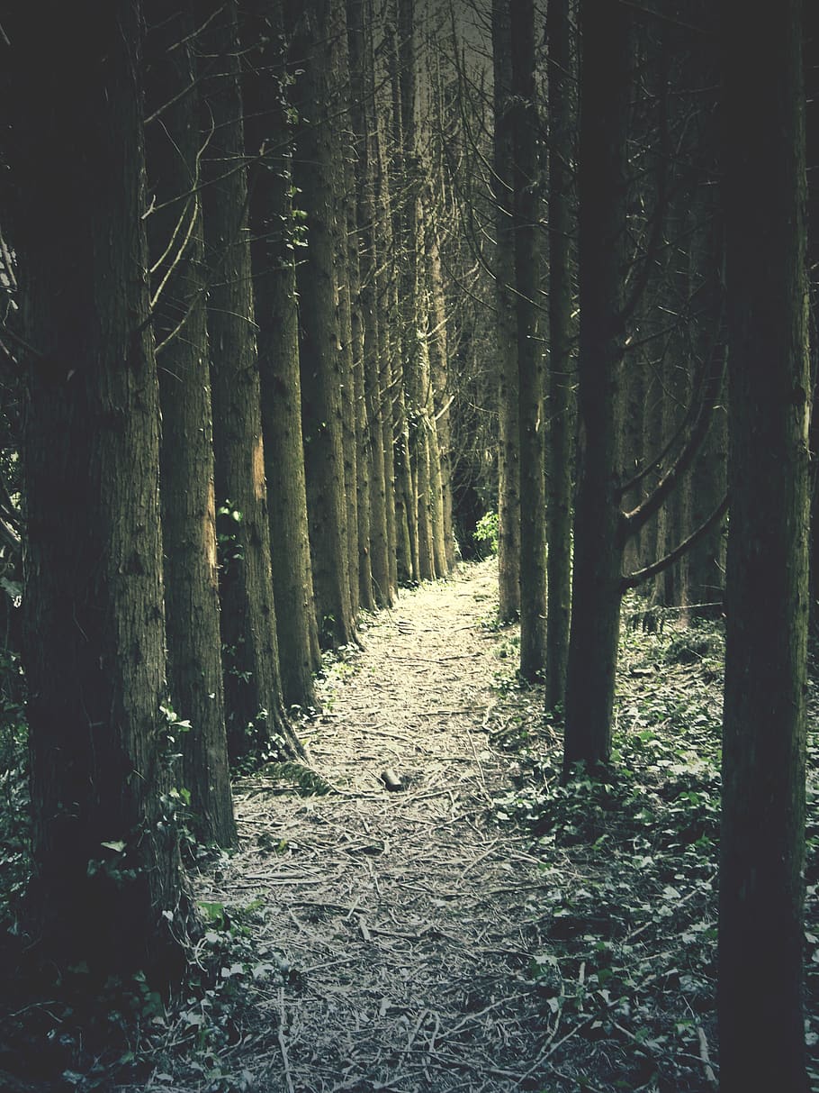 leaves, horror, dramatic, moody, path, woodland, trees, nature HD wallpaper