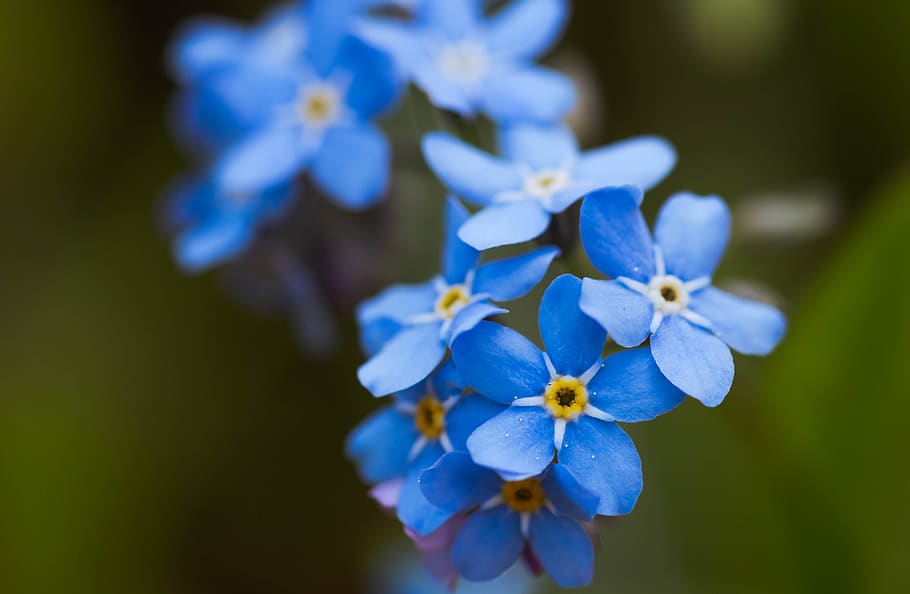 nots, spring, flower, meadow, garden, grasshopper, forget, closeup HD wallpaper