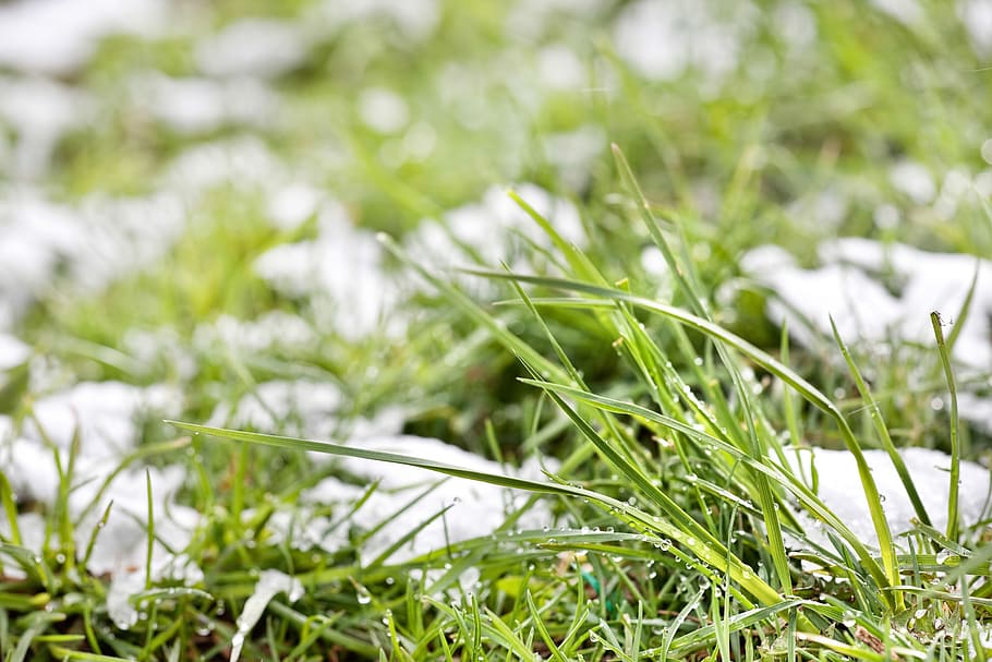 grass, snow, outdoor, snowdrop, soft, nobody, natural, green HD wallpaper