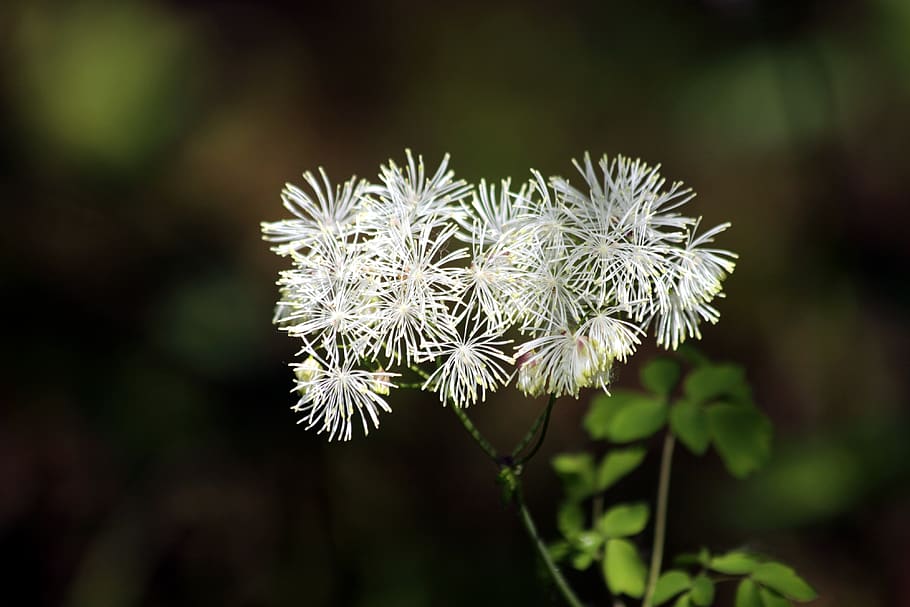 flowers, bloom, grass, plant, nature, summer, white flowers HD wallpaper