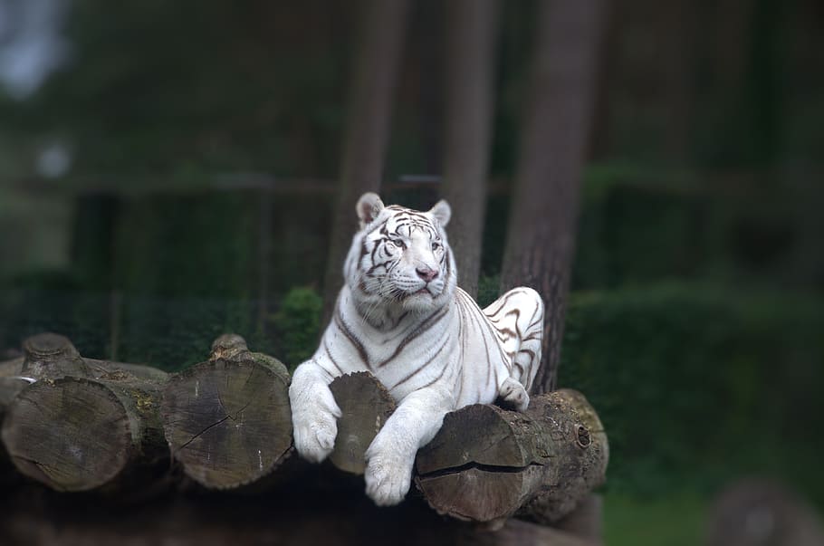 animals, tiger, predator, big cat, animal themes, mammal, one animal HD wallpaper