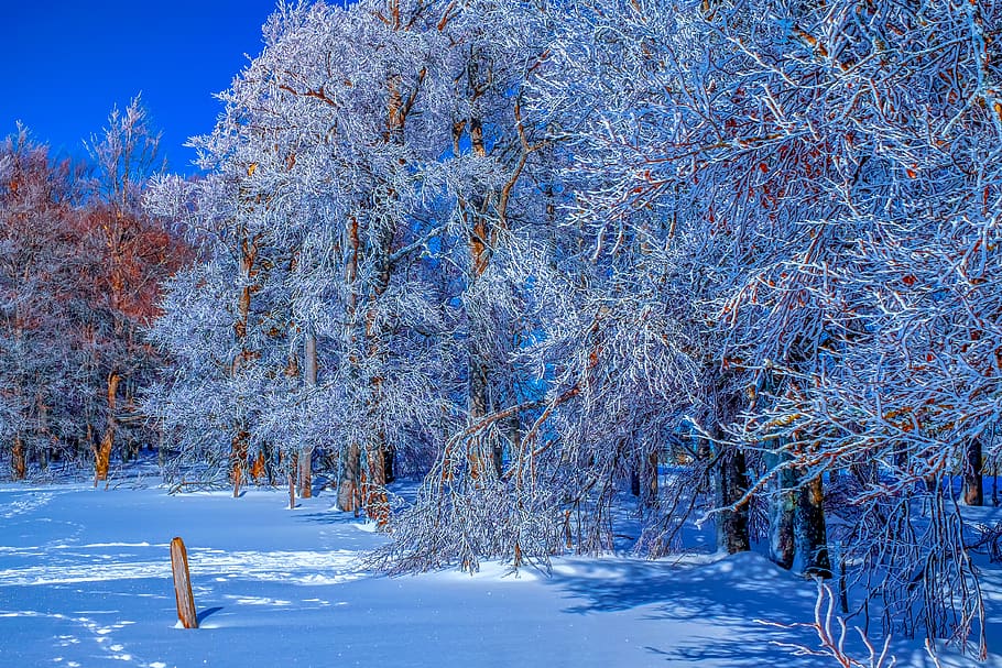 forest, winter, snow, cold, icy, wintry, trees, frost, frozen HD wallpaper