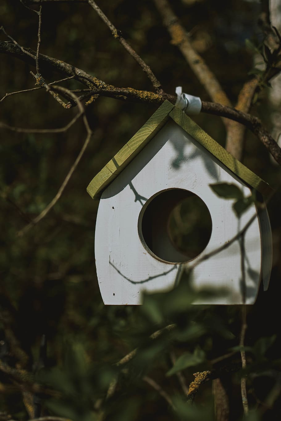 white and green wooden birdhouse hanging from a tree branch, hole, HD wallpaper