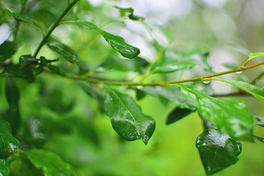tree, leaf, raindrop, macro, green, growth, plant, green color HD wallpaper