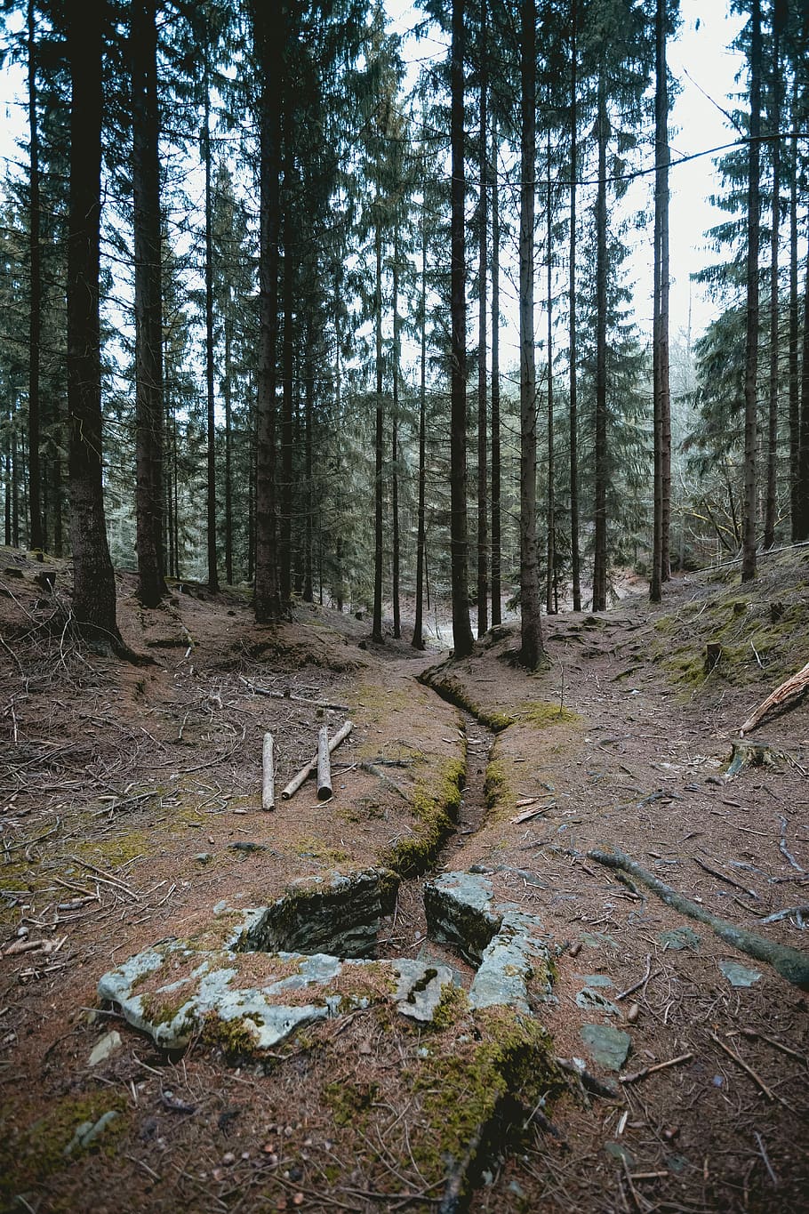 green trees on forest during daytime, ground, plant, abies, fir HD wallpaper