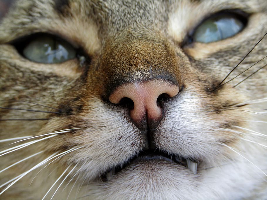 snout, cat, hangover, teeth, look, eyes, greens, portrait, whiskers HD wallpaper
