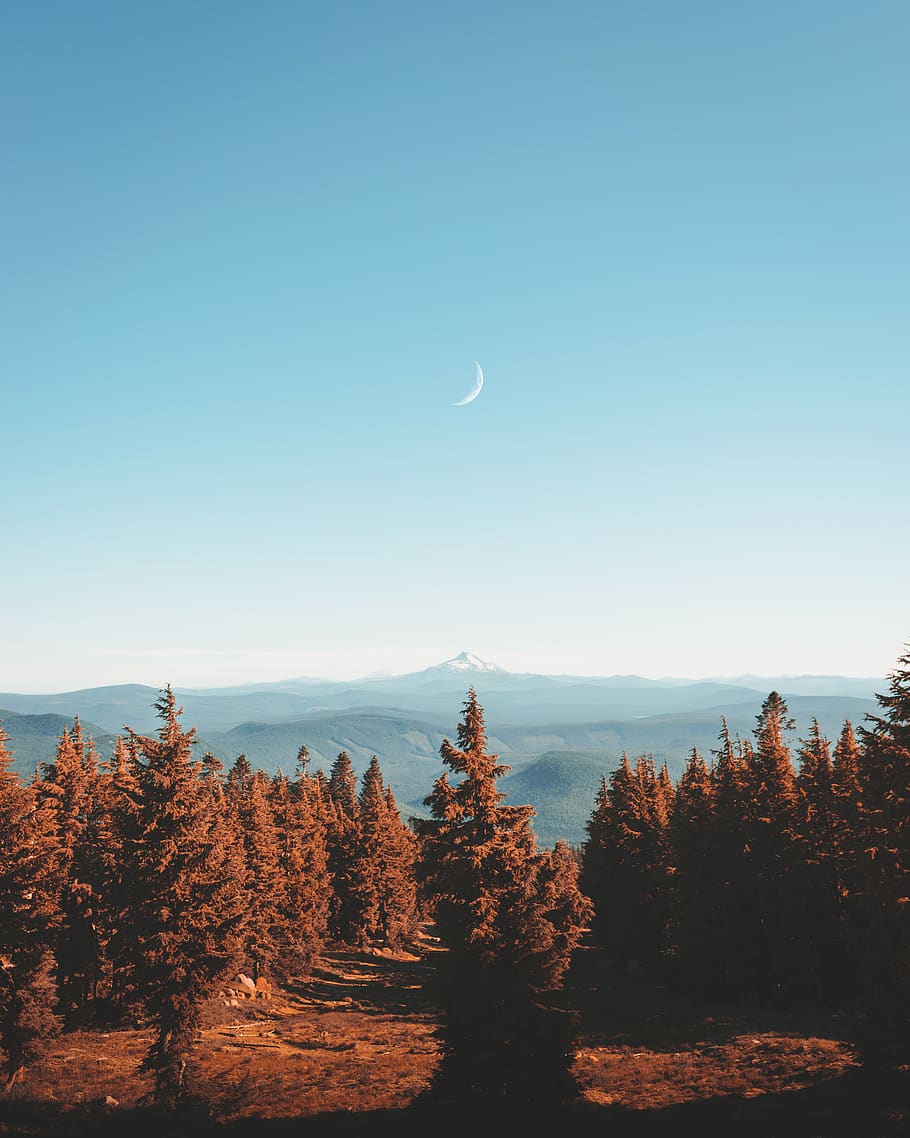 brown-leafed trees under blue sky, plant, beauty in nature, moon HD wallpaper