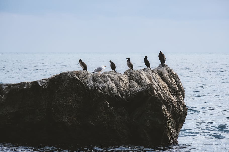 birds on rock, animal, sea, ocean, water, outdoors, nature, waterfowl HD wallpaper