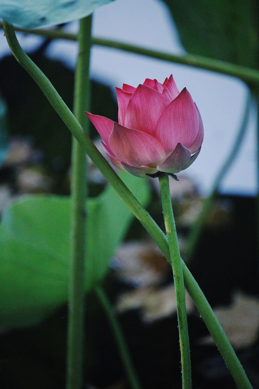 A single pink flower up close., flowering plant, beauty in nature HD wallpaper
