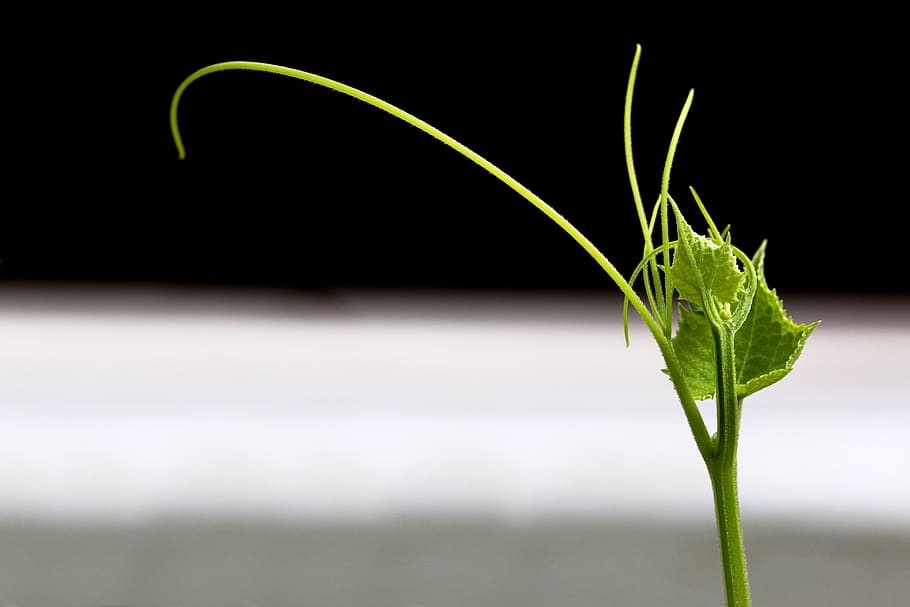 leaf, flora, nature, growth, plant, close-up, plant part, green color HD wallpaper