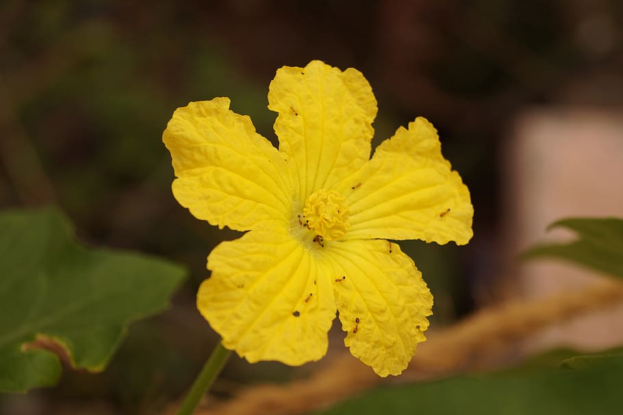 india, coimbatore, macro, nature, yellow, photography, closeup HD wallpaper
