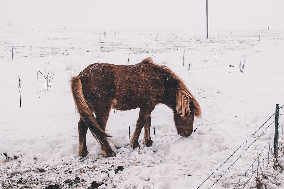 brown donkey, animal, horse, mammal, colt horse, outdoors, nature HD wallpaper
