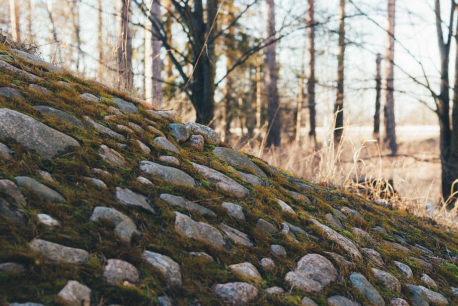 sweden, linköping, trees, nature, stones, rocks, forest, moss HD wallpaper