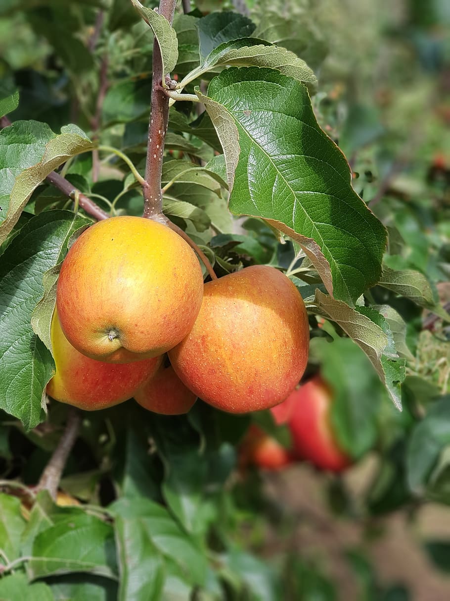 apple, fruit, apple tree, nature, food, leaf, food and drink HD wallpaper