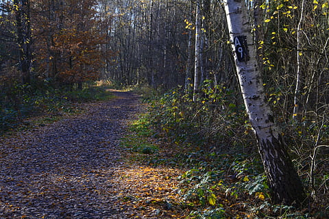 mark, marked trail, a9, forest, nature, hike, atmospheric, wood HD wallpaper