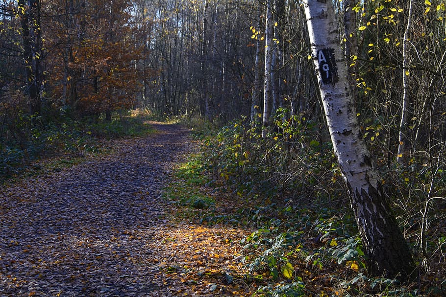 mark, marked trail, a9, forest, nature, hike, atmospheric, wood HD wallpaper