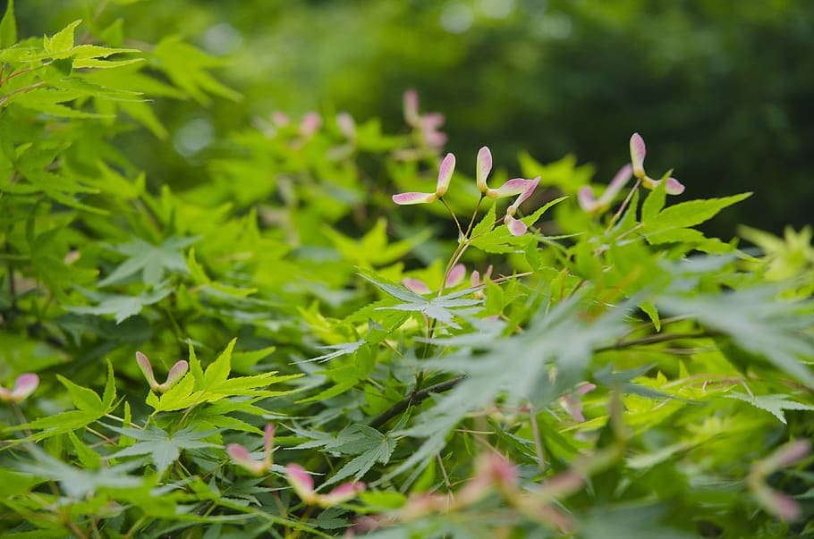 hangzhou, spring, maple, green, fruit, growth, plant, green color HD wallpaper