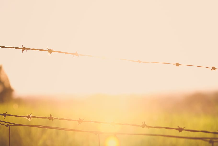 sun, sunset, sunrise, wire, field, fence, grass, glare, yellow HD wallpaper