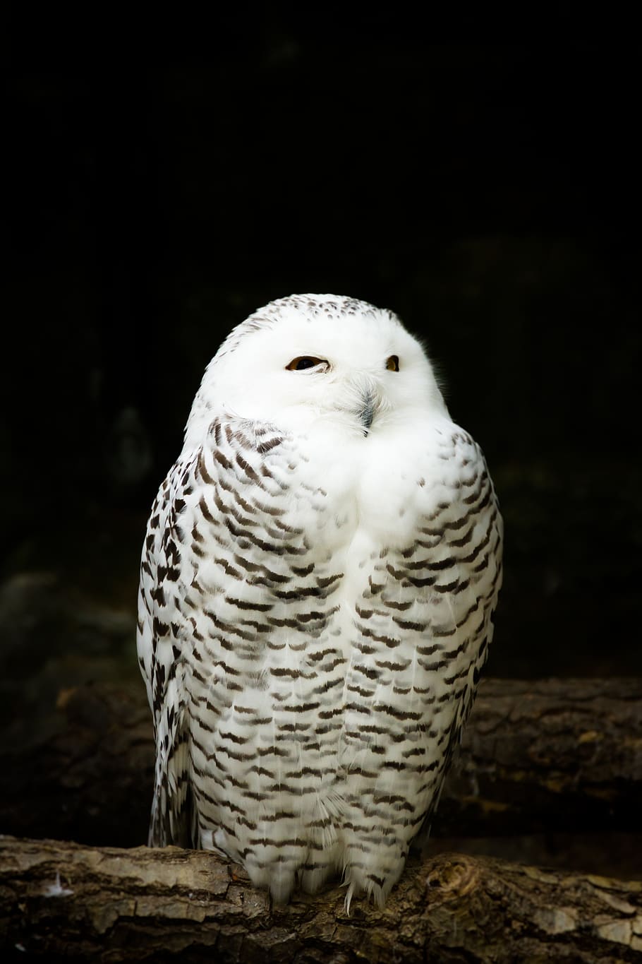 white owl, animal themes, bird, one animal, animal wildlife, vertebrate HD wallpaper