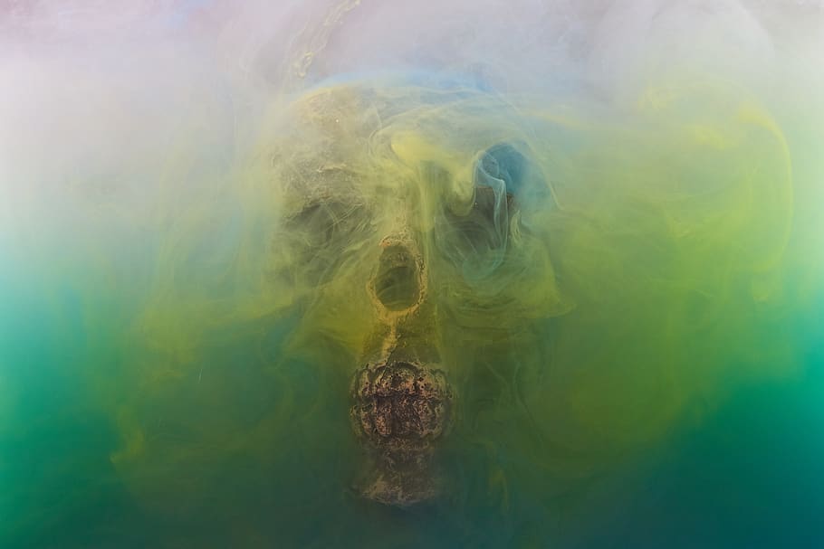 skull, dry head, skeleton, dead, death, bone, dark, bones, horror HD wallpaper