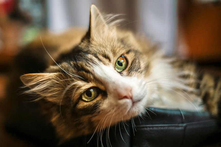 cat, lazy, rest, kitty, domestic, pets, domestic cat, one animal HD wallpaper