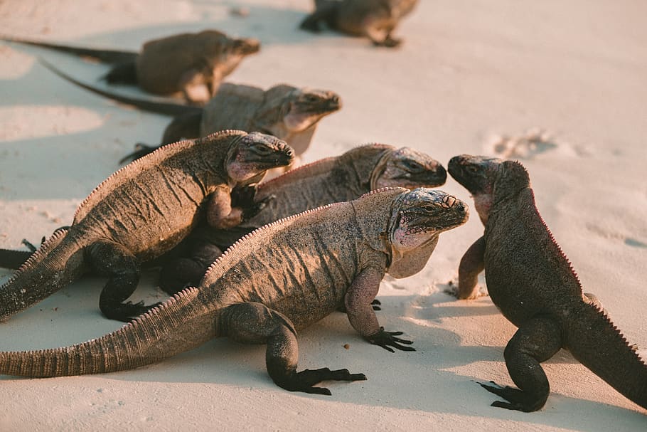 reptile, sand, beach, lizard, animal, animal themes, group of animals HD wallpaper
