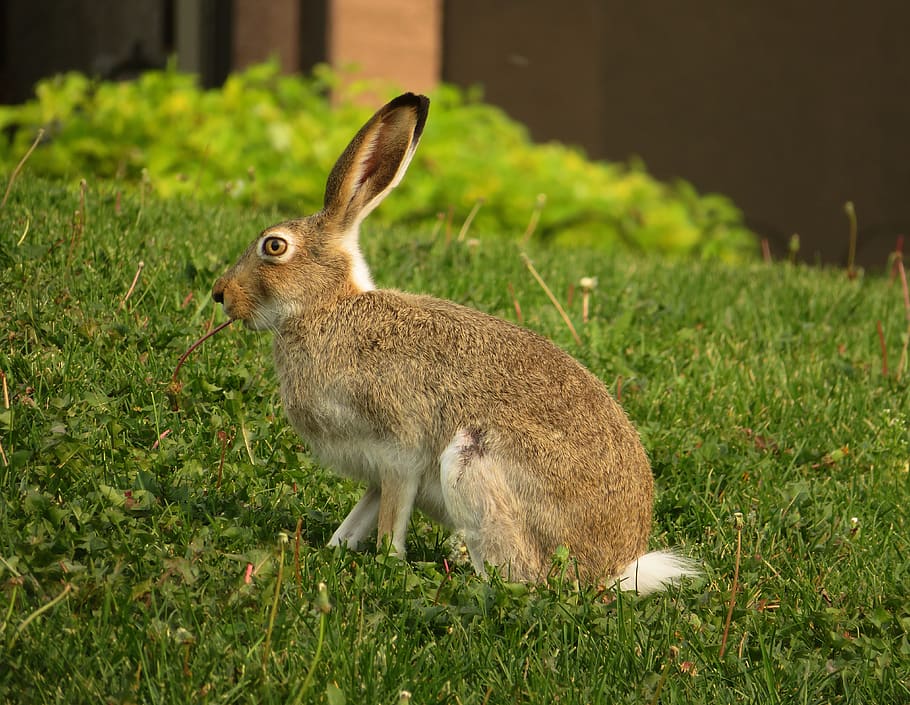 rabbit, hare, bunny, animal, brown, eating, easter, wildlife HD wallpaper