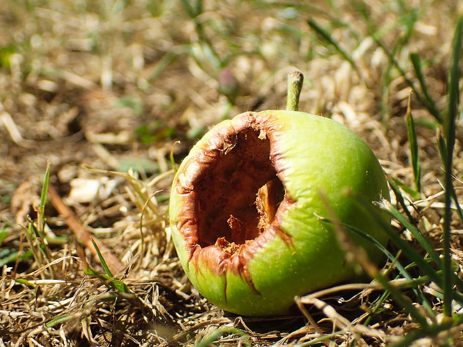 apple, autumn, bad, blemish, bruise, decay, dirty, disgust