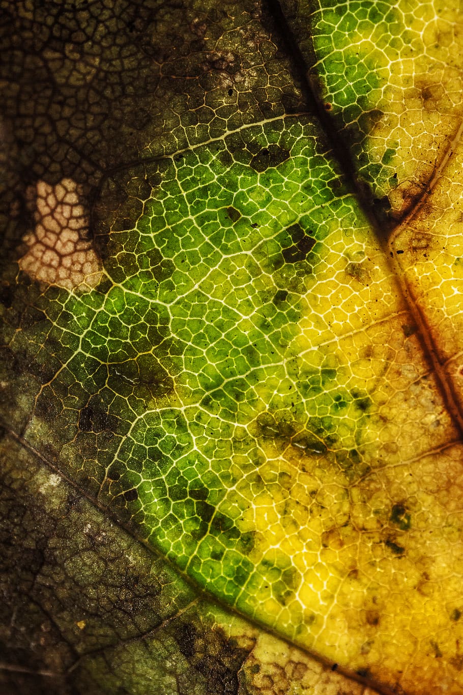 croatia, zagreb, leaf texture, macro texture, green, yellow HD wallpaper