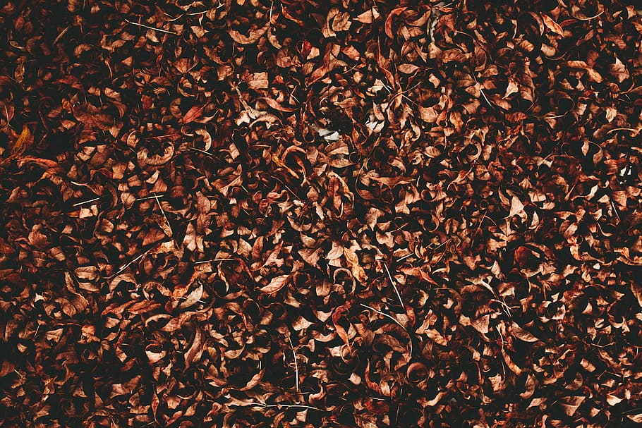 leaf, fall, autumn, backgrounds, full frame, brown, abundance HD wallpaper