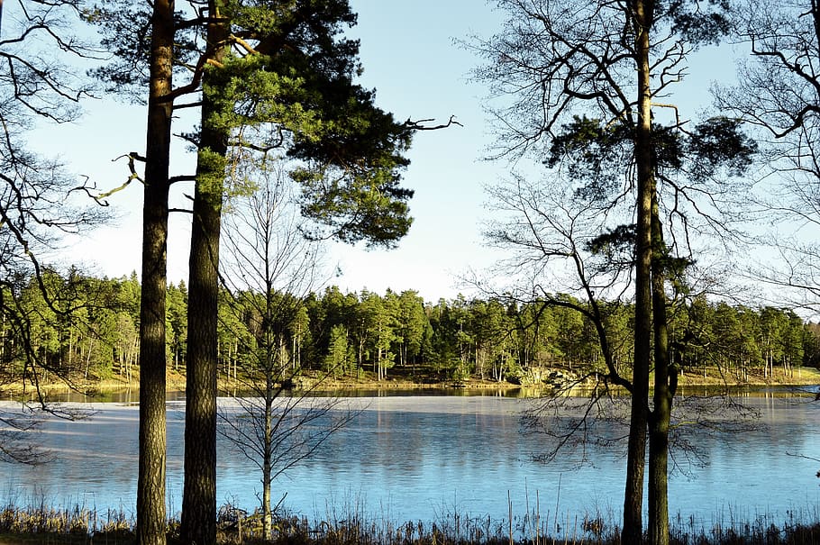 sweden, trees, forest, outdoor, lake, ice, sky, nature, winter HD wallpaper