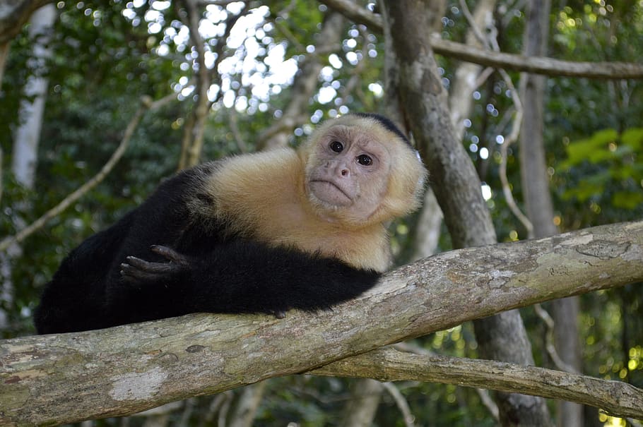 monkey, mono, nature, animal, animals, park, photography, mammal HD wallpaper