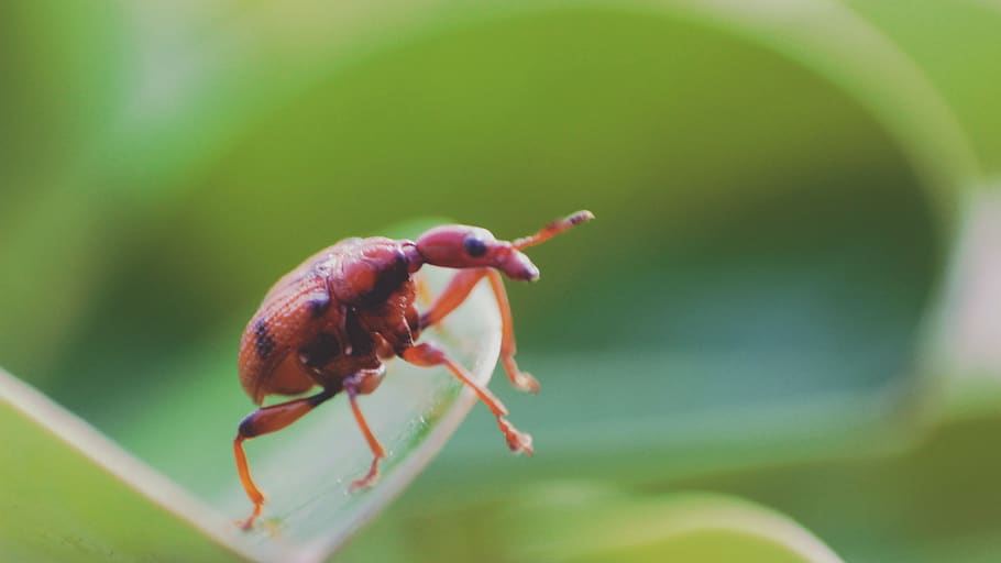 bug, insect, leaves, one animal, animal themes, animal wildlife HD wallpaper
