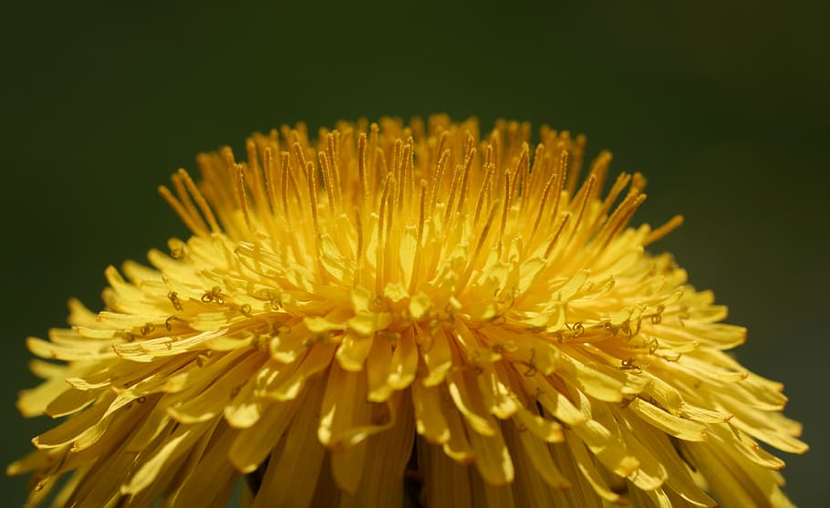 flower, spring, nuns, yellow, flowers, macro, garden, wind HD wallpaper