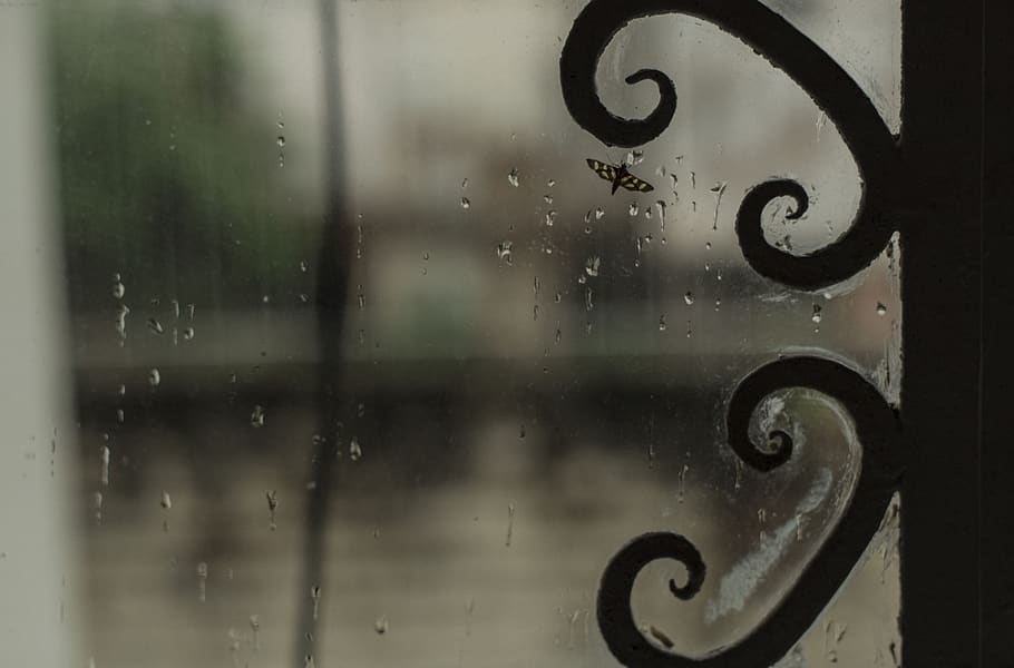 brazil, curitiba, rain, insect, window, glass - material, close-up